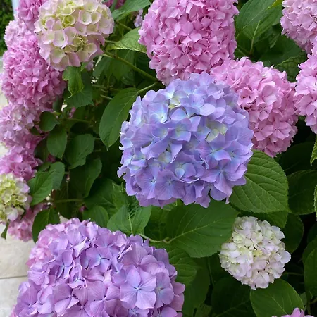 Apartamento Donadini *