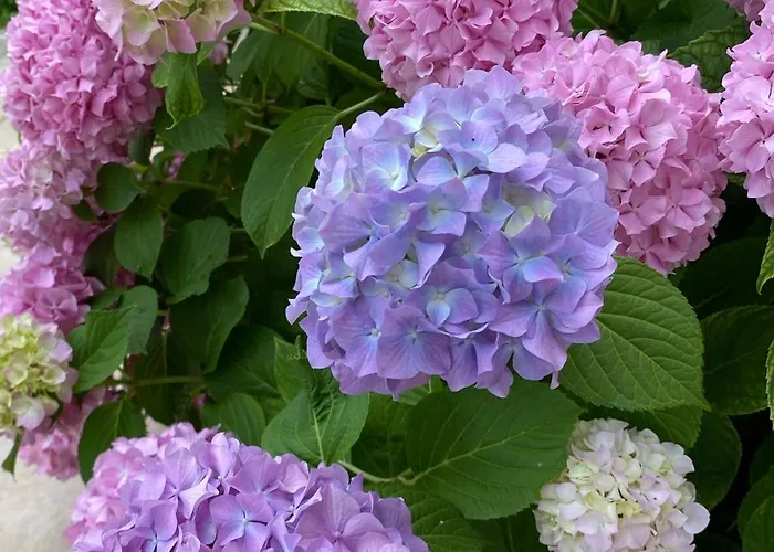 Apartamento Donadini *